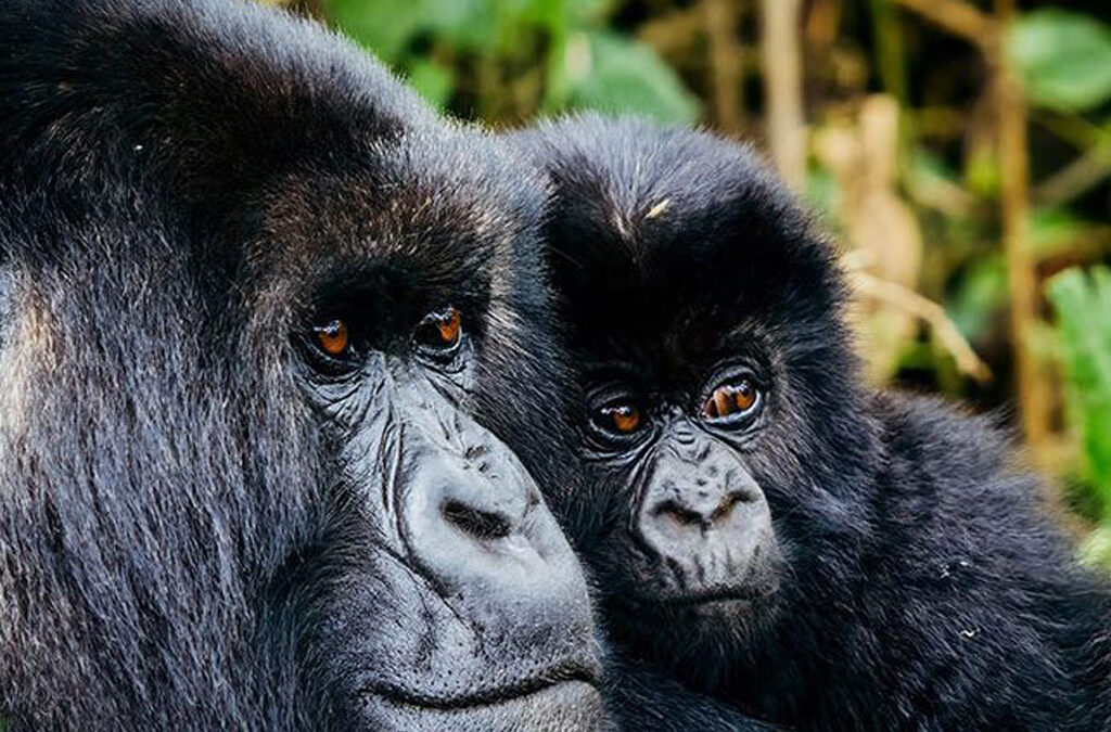 Why is Gorilla Trekking More Expensive in Rwanda than Uganda?