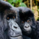 Why is Gorilla Trekking More Expensive in Rwanda than Uganda?