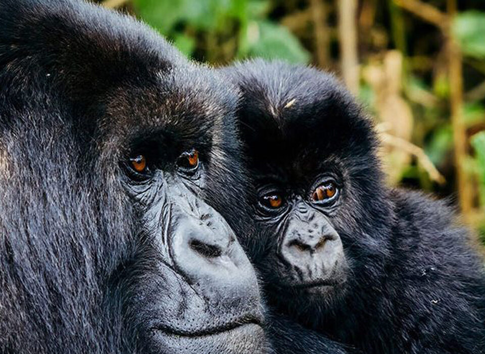 Why is Gorilla Trekking More Expensive in Rwanda than Uganda?