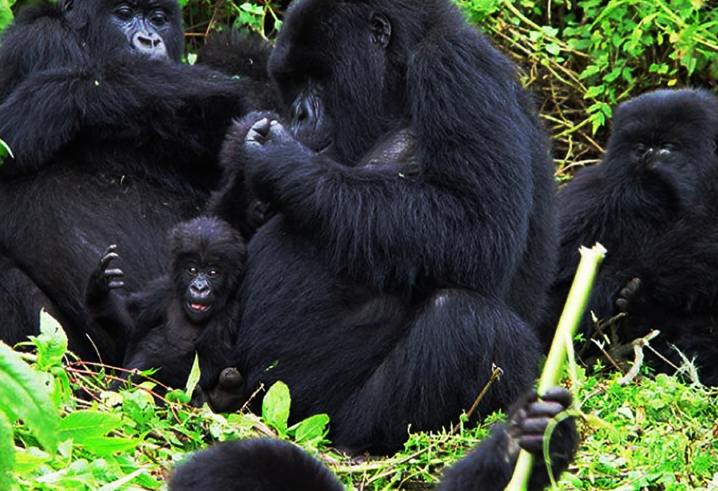 Comparative Analysis of Gorilla Trekking Tours in Rwanda and Uganda