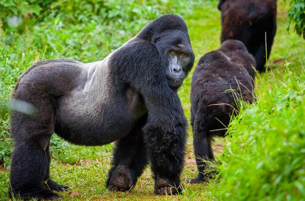 How Expensive is Gorilla Trekking in Uganda?