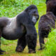 How Expensive is Gorilla Trekking in Uganda?