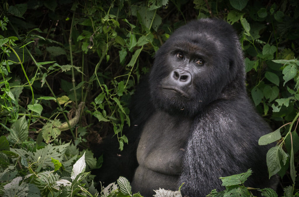 Low Season Gorilla Trekking Safari in Uganda