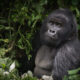 Low Season Gorilla Trekking Safari in Uganda