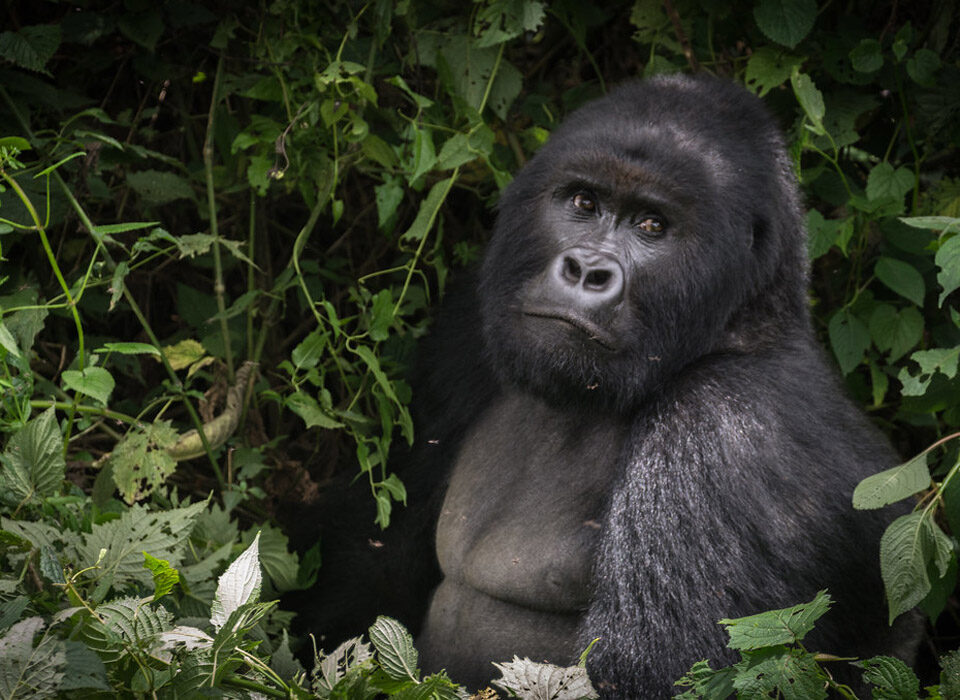 Low Season Gorilla Trekking Safari in Uganda