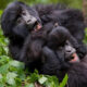 Best 2 Places To See Gorillas In Uganda