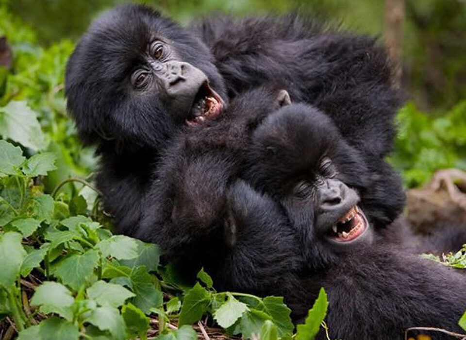 Best 2 Places To See Gorillas In Uganda