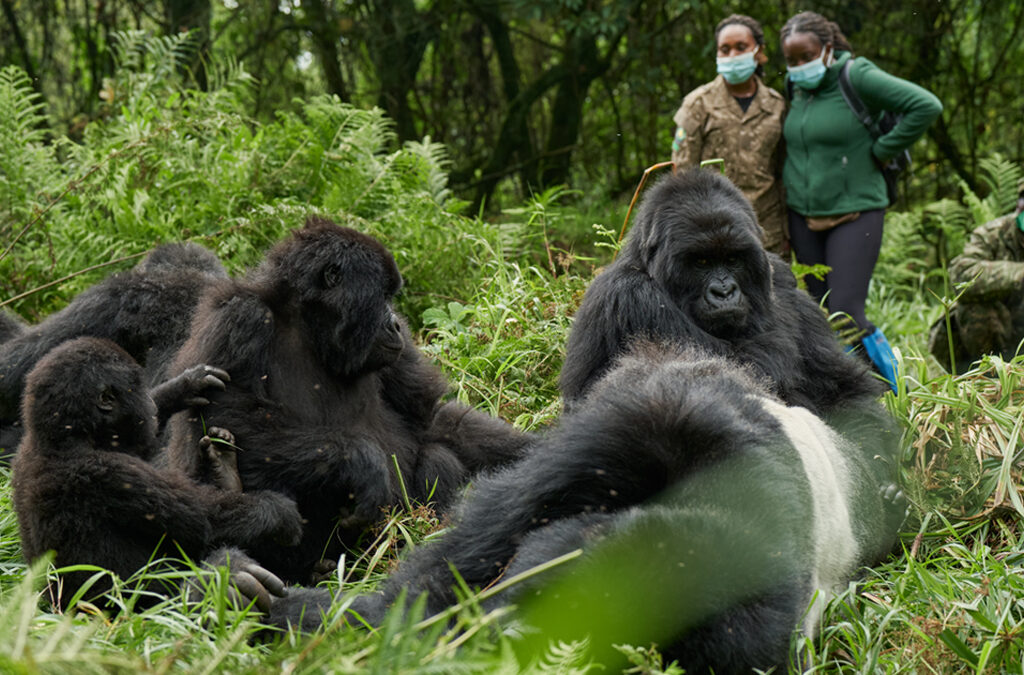How Close Can I Get to the Gorillas?