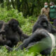How Close Can I Get to the Gorillas?