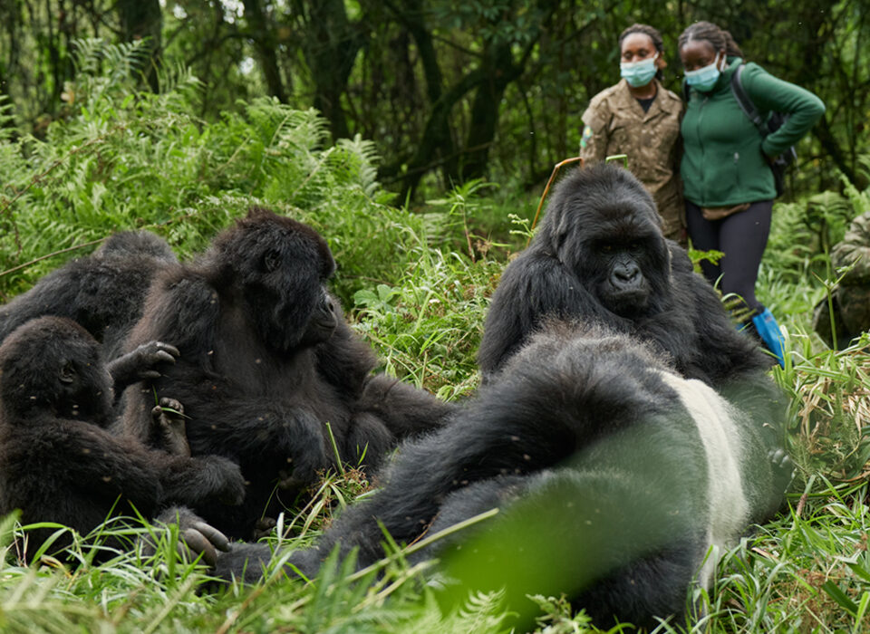 How Close Can I Get to the Gorillas?
