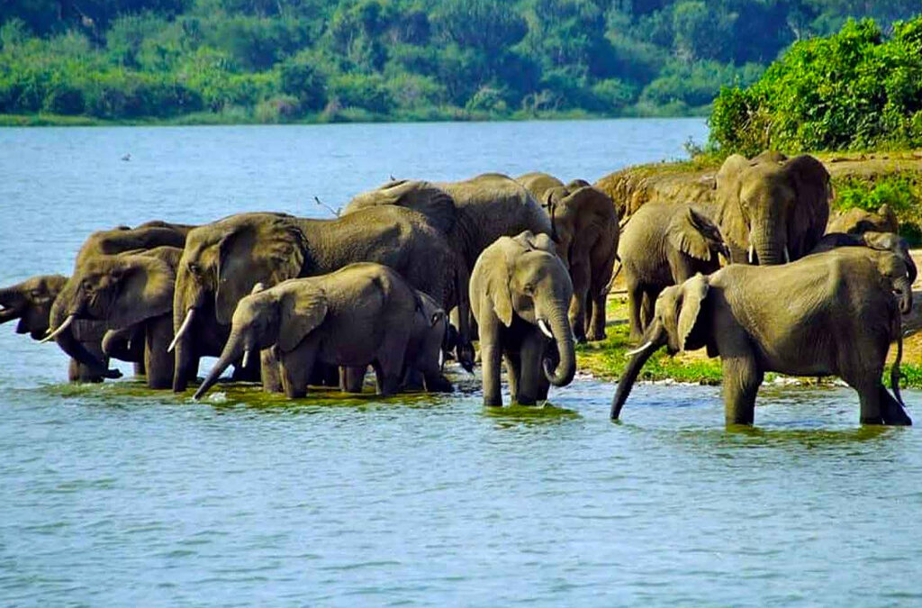 Best Things To Do in Queen Elizabeth National Park