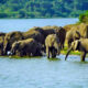 Best Things To Do in Queen Elizabeth National Park
