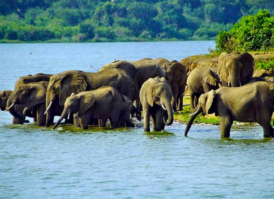 Best Things To Do in Queen Elizabeth National Park