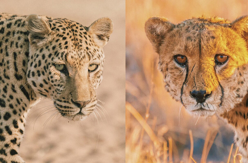 What’s the Difference Between Cheetahs and Leopards?