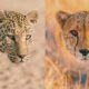 What’s the Difference Between Cheetahs and Leopards?
