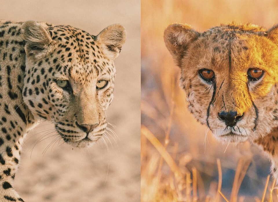 What’s the Difference Between Cheetahs and Leopards?