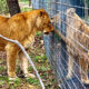 The Uganda Wildlife Education Centre -Entebbe Zoo