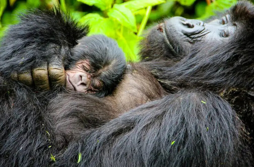 How Do Mountain Gorillas Mate?