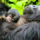How Do Mountain Gorillas Mate?