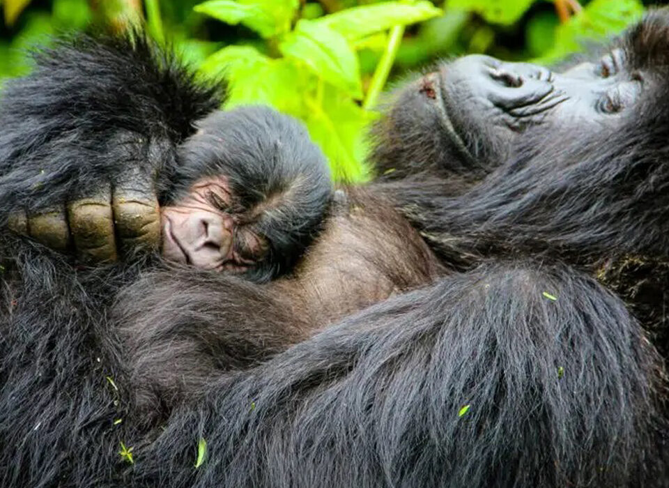 How Do Mountain Gorillas Mate?