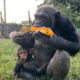 Facts About Ngamba Island Chimpanzee Sanctuary