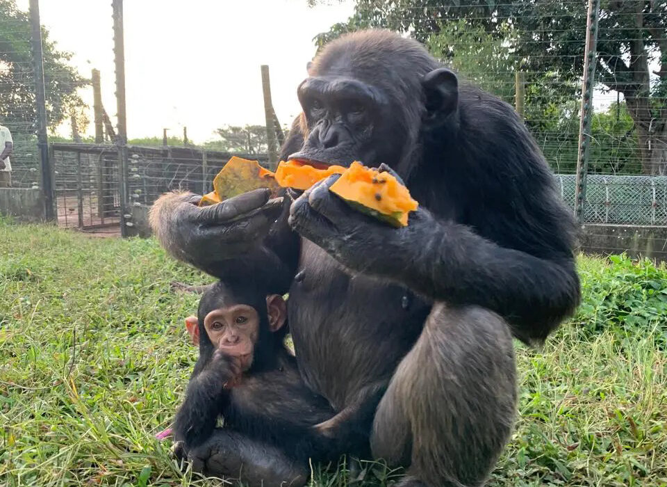 Facts About Ngamba Island Chimpanzee Sanctuary