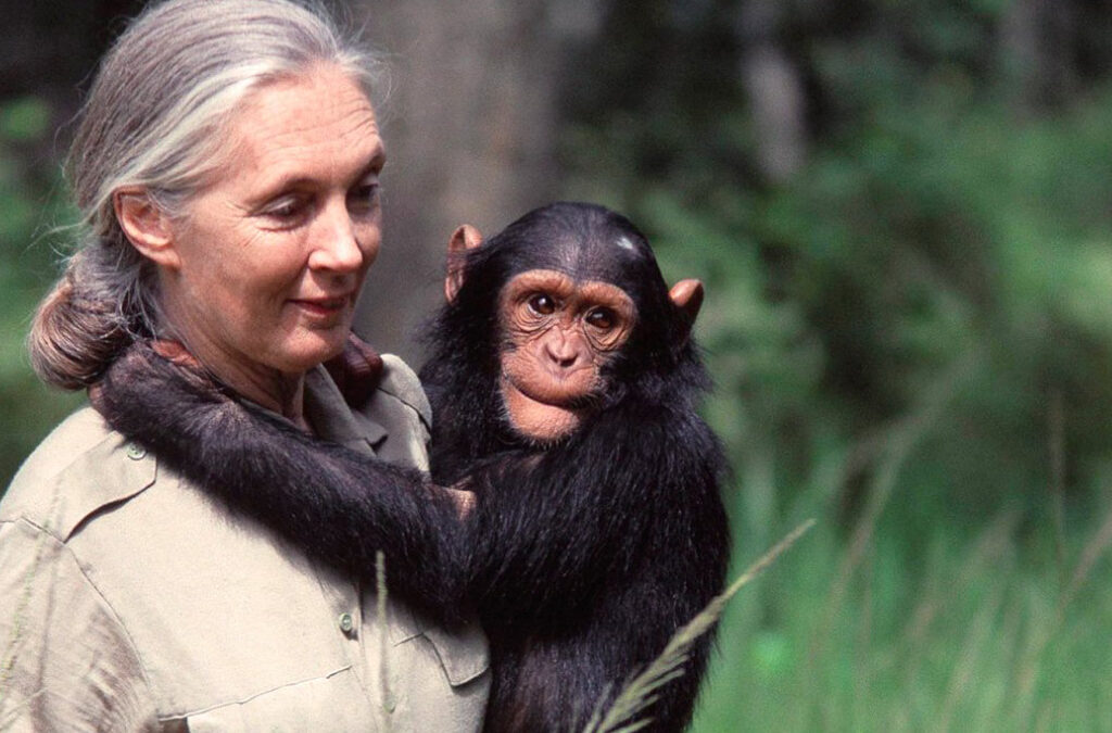 Ngamba Island Chimpanzee Sanctuary