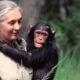 Ngamba Island Chimpanzee Sanctuary
