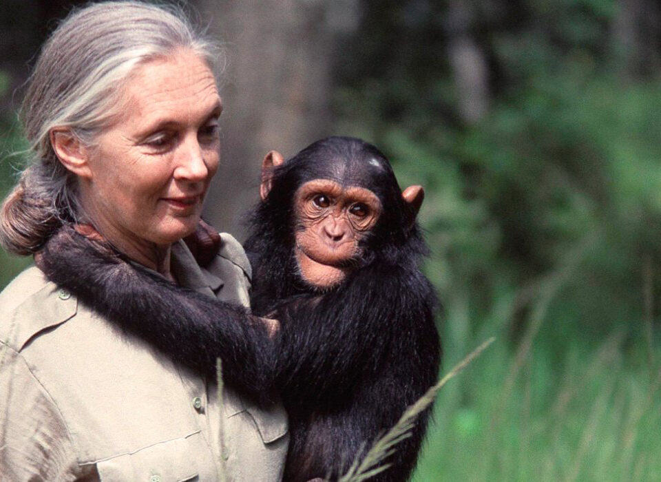 Ngamba Island Chimpanzee Sanctuary