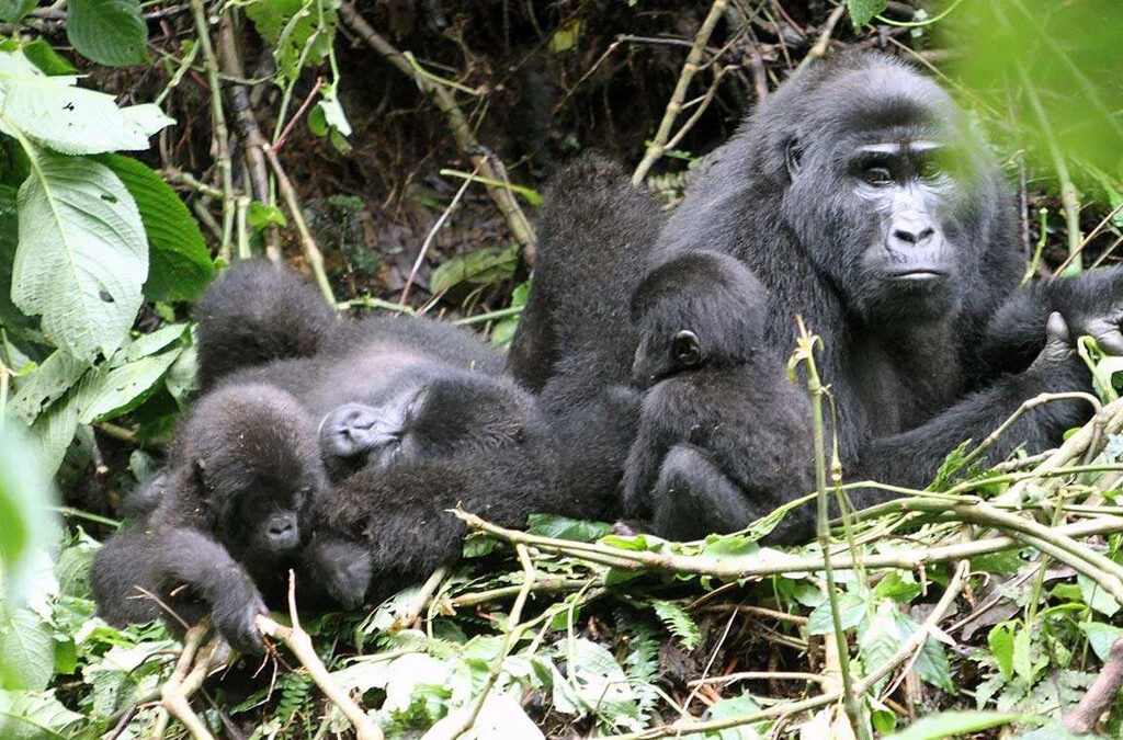 Mgahinga Gorilla National Park