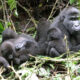 Mgahinga Gorilla National Park