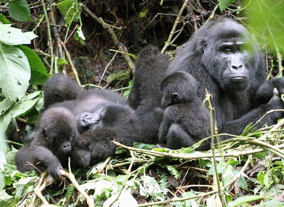 Mgahinga Gorilla National Park