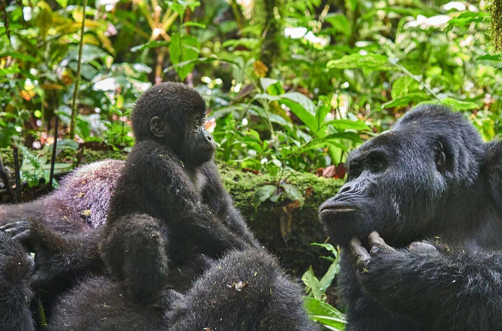 Benefits of Gorilla Trekking and Conservation