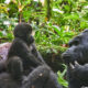 Benefits of Gorilla Trekking and Conservation