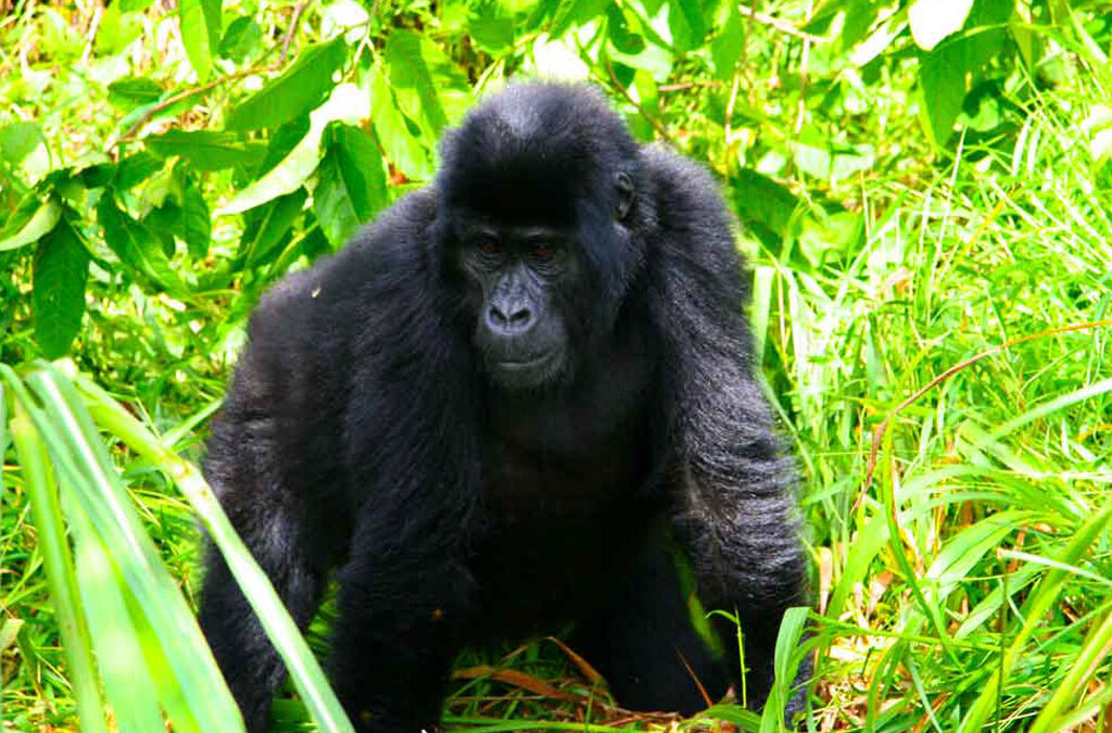 Why you should combine gorilla trekking in the Ruhija and Buhoma sectors of Bwindi