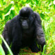Why you should combine gorilla trekking in the Ruhija and Buhoma sectors of Bwindi