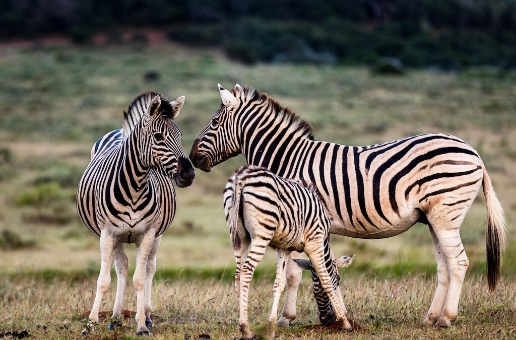 Fascinating Facts About the Plains Zebra