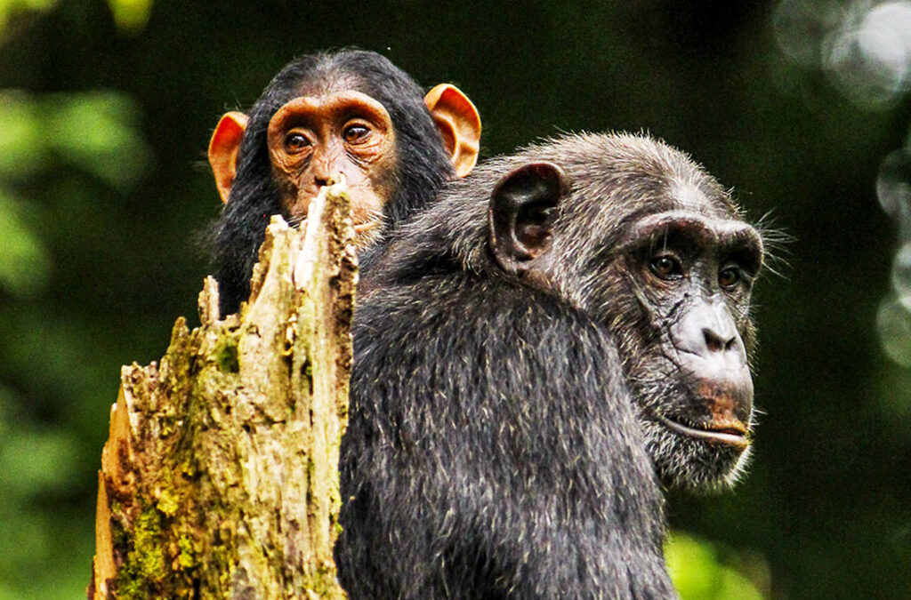 Complete Guide to Combining Primates and Game Safari in Uganda