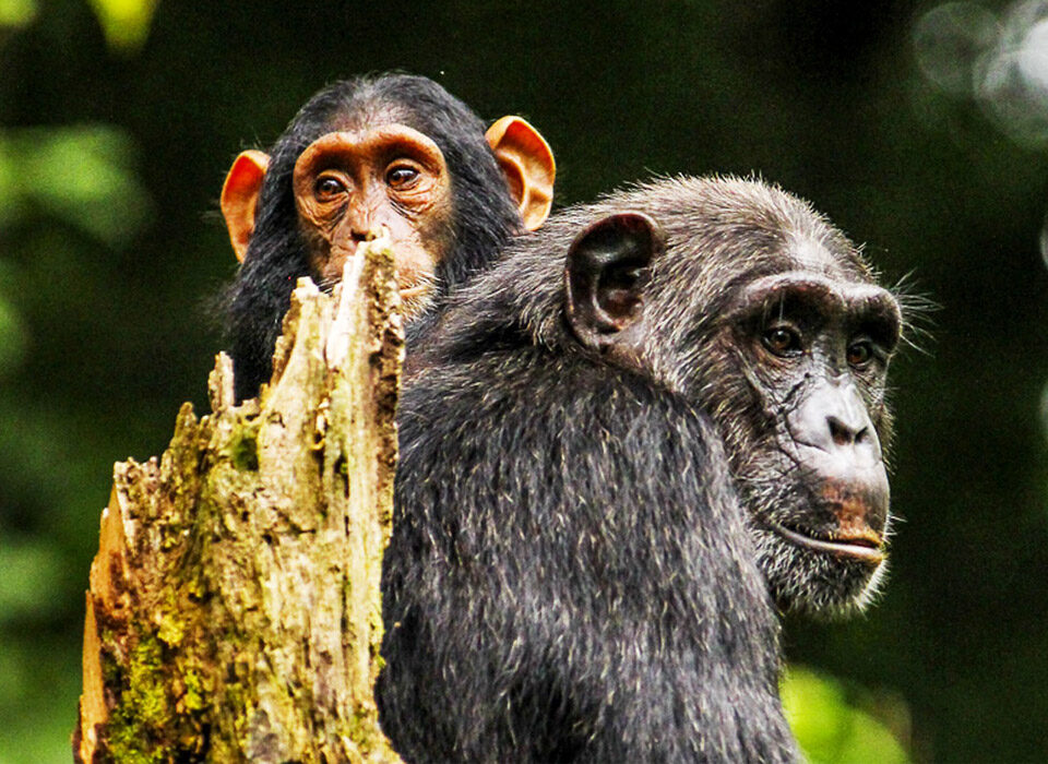 Complete Guide to Combining Primates and Game Safari in Uganda