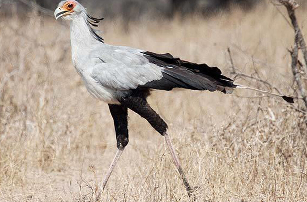 5 Fascinating Facts About the Secretary Bird