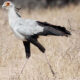 5 Fascinating Facts About the Secretary Bird