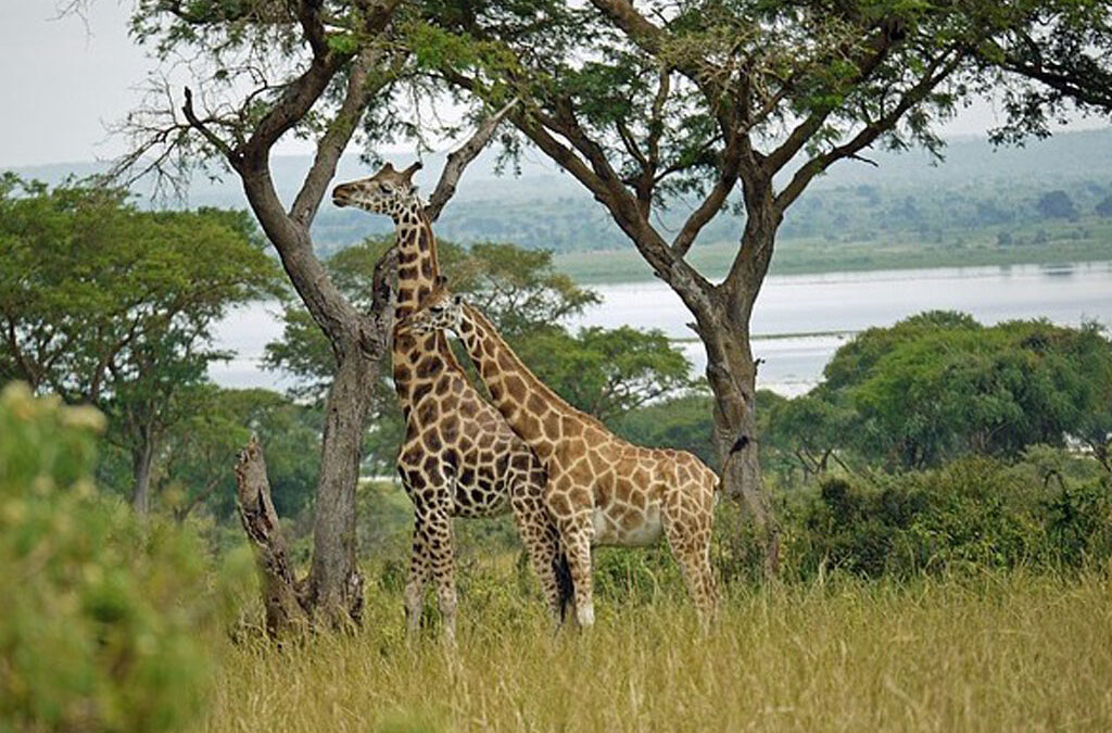 A Premier Safari Destination in Serengeti National Park