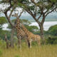 A Premier Safari Destination in Serengeti National Park