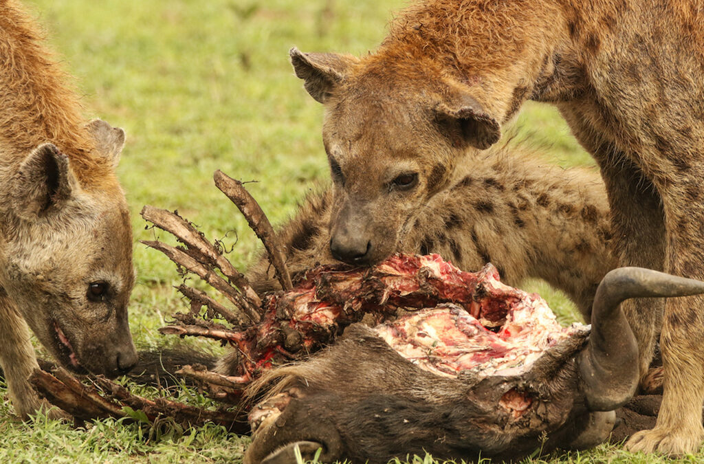 5 Fascinating Facts About Spotted Hyenas