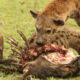 5 Fascinating Facts About Spotted Hyenas