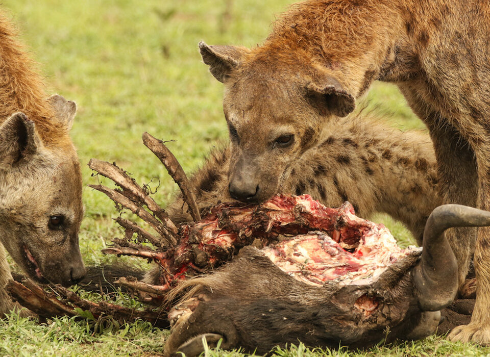 5 Fascinating Facts About Spotted Hyenas