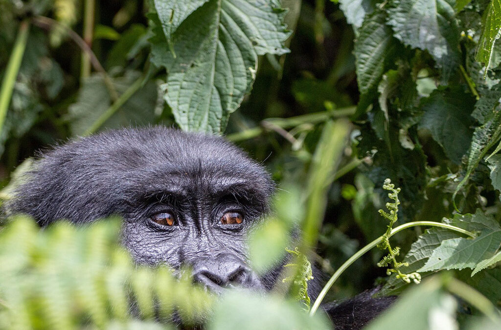 Gorilla Trekking Tour Before or After a Conference in Uganda