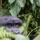 Gorilla Trekking Tour Before or After a Conference in Uganda