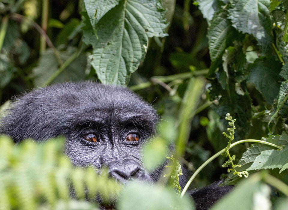 Gorilla Trekking Tour Before or After a Conference in Uganda