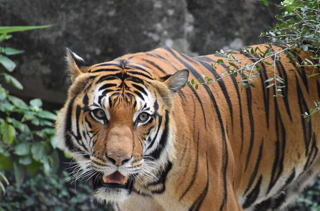 What Wildlife Poses the Biggest Danger?